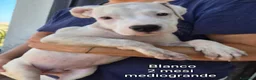 Meticcio cani in regalo: CUCCIOLI, URGENTE: TEMPO SCADUTO  - Annuncio 11