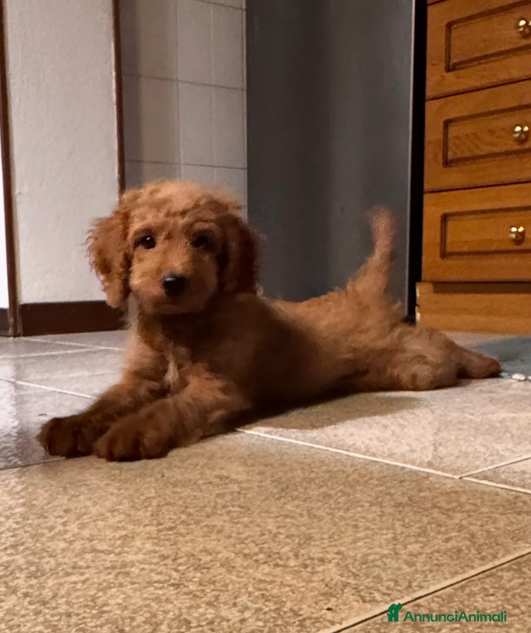 Barboncino cani in vendita: Barboncino femminuccia a Provincia di Verona - Annuncio 2