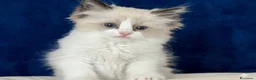 Ragdoll gatti in vendita: Cucciolo seal point bicolour - Annuncio 3