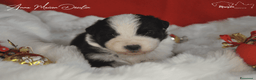 Australian Shepherd cani in vendita: Cuccioli Australian Shepherd - Annuncio 6