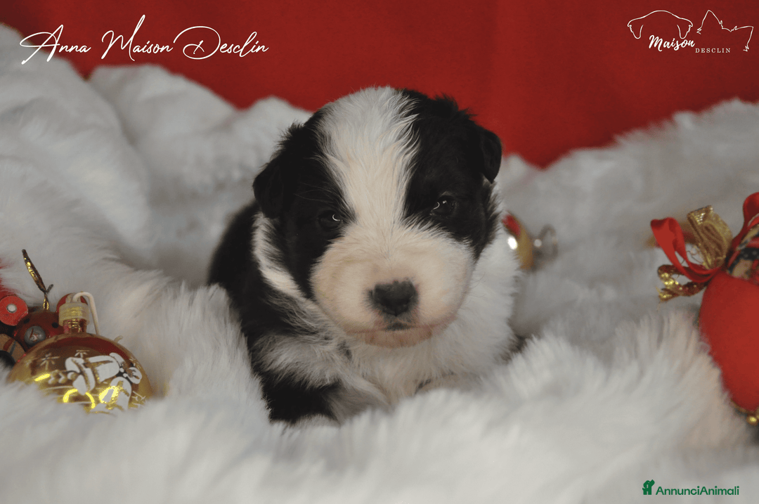 Australian Shepherd cani in vendita: Cuccioli Australian Shepherd - Annuncio 6