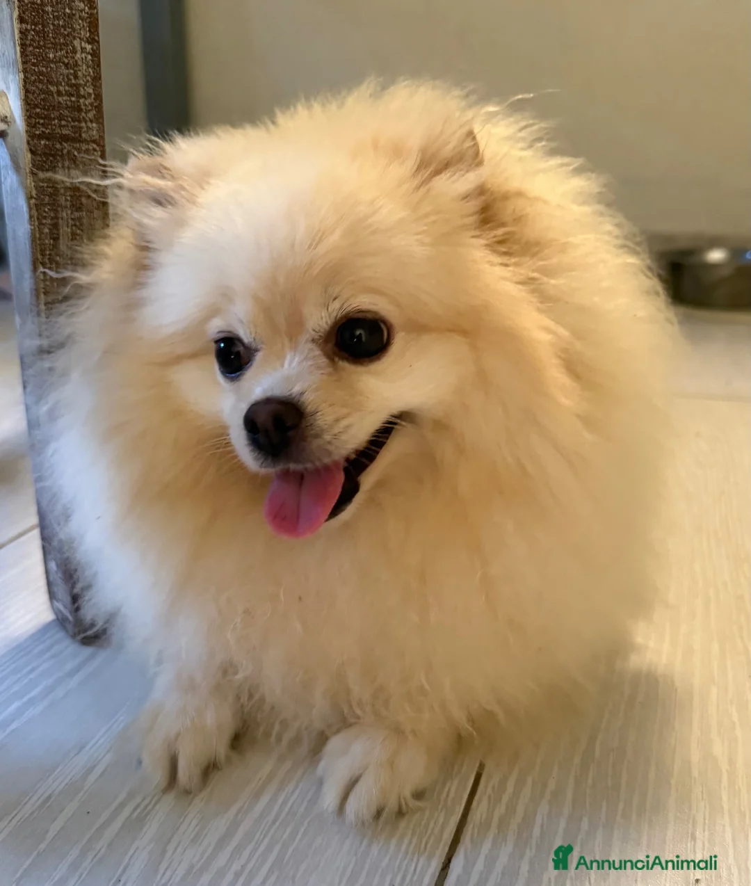 Spitz cani in vendita: Spitz di Pomerania  a Provincia di Massa e Carrara - Annuncio 1
