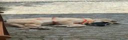 Meticcio cani in regalo: Albicocca: 7 mesi adozione del cuore  - Annuncio 19