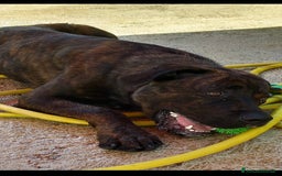 Cane Corso cani in regalo: DJ, Rotticorso a Provincia di Vercelli - Immagine 7