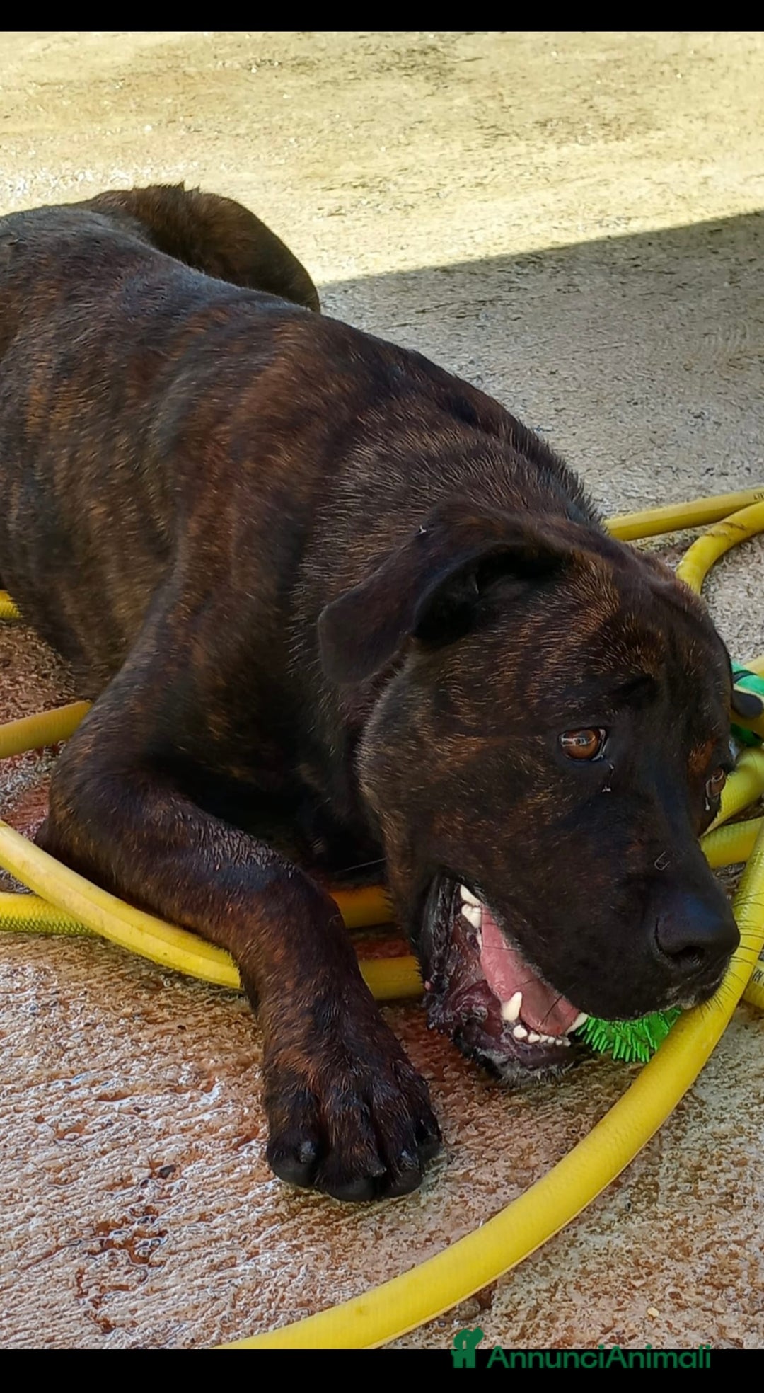 Cane Corso cani in regalo: DJ, Rotticorso a Provincia di Vercelli - Immagine 7