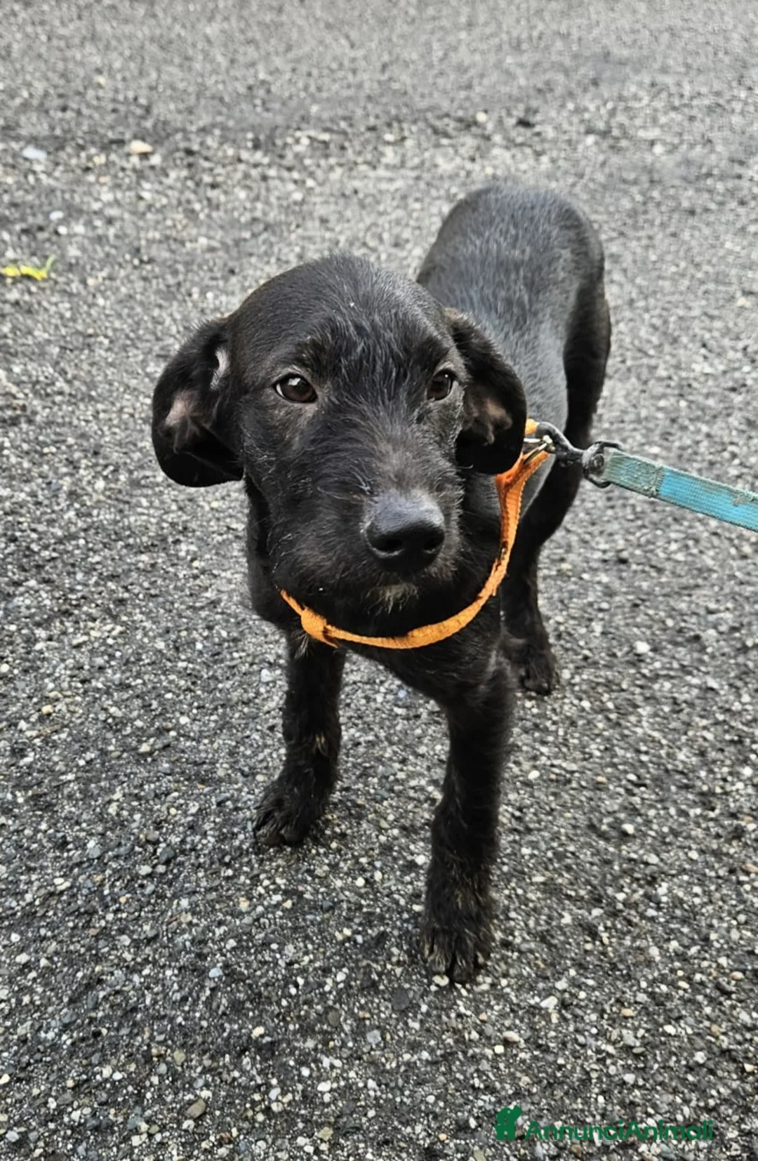 Meticcio cani in regalo: UNA MAMMA PER SYRIA - Annuncio 2