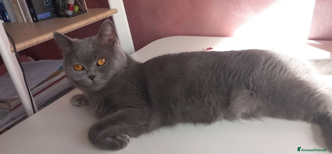 British gatti in vendita: Cucciola Brittish Shorthair Blue  - Annuncio 5