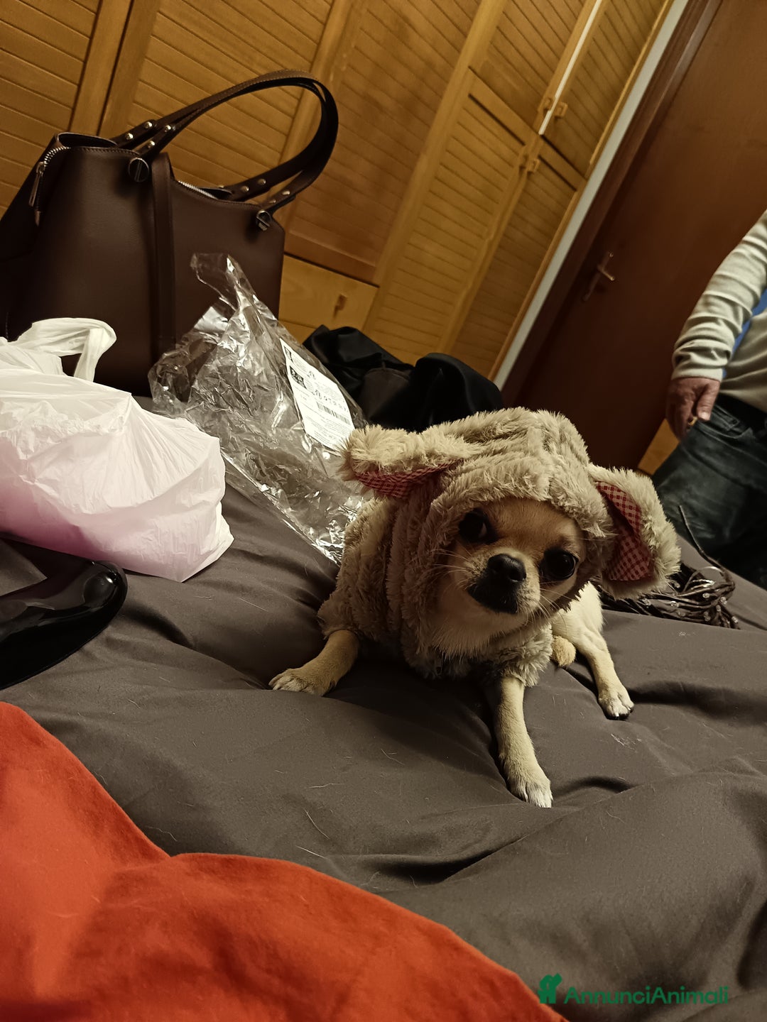 Chihuahua cani per accoppiamento: Chiuahua - Annuncio 1