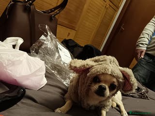 Chihuahua cani Chiuahua - Annuncio 2