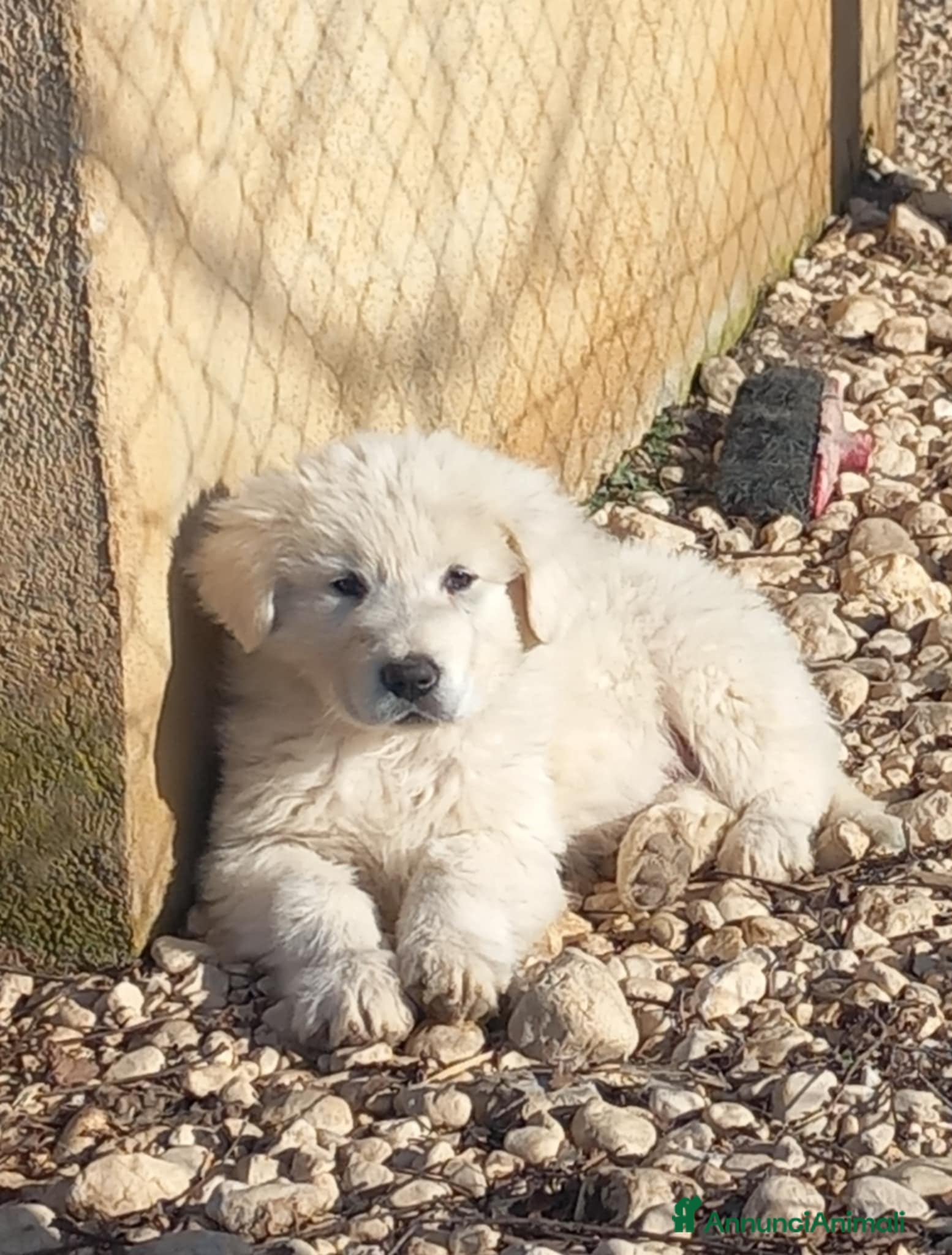 Pastore Maremmano cani pastore maremmano abruzzese - Annuncio 2