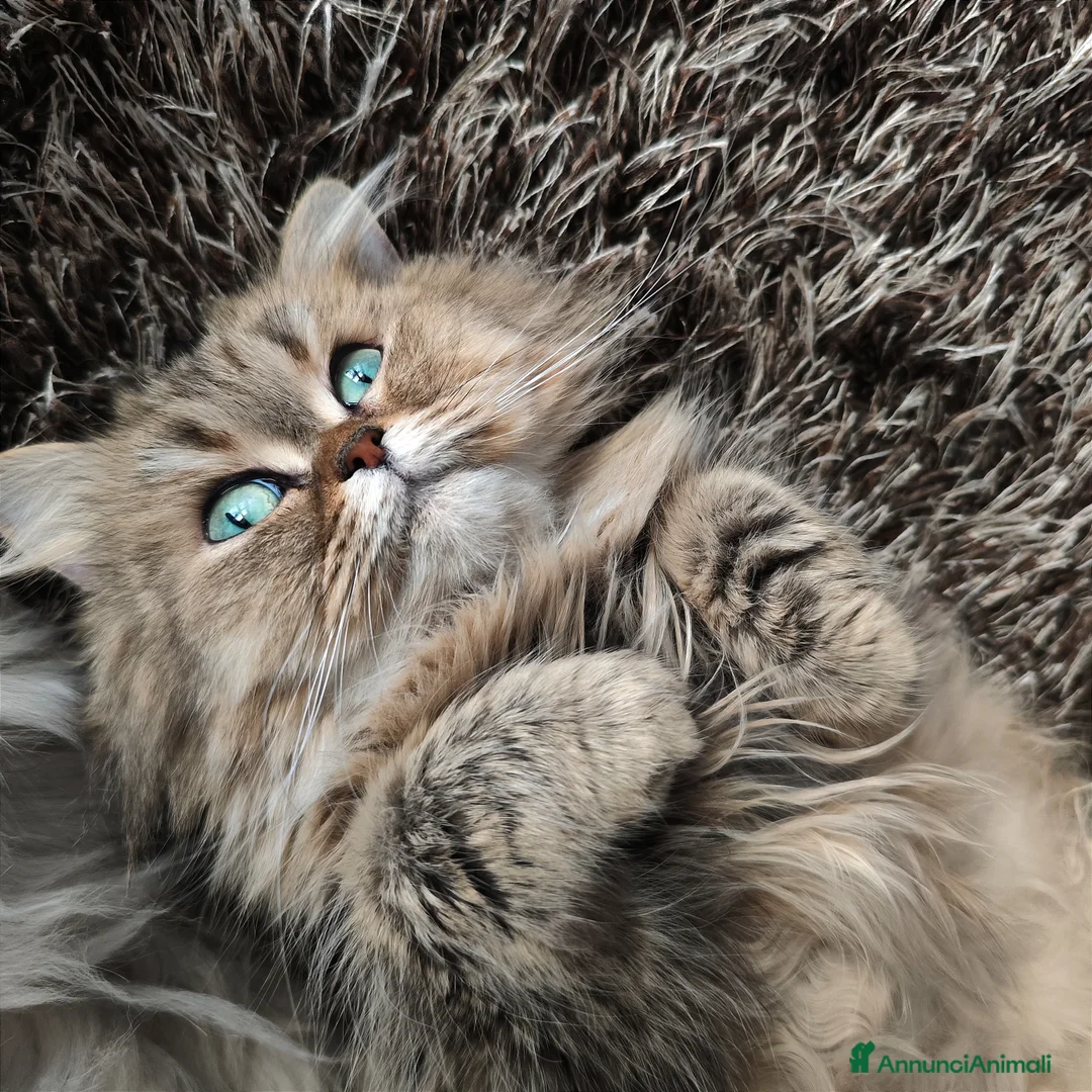 Persiano gatti in vendita: Persiano chinchillà  - Annuncio 1