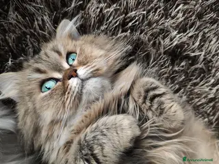 Persiano gatti Persiano chinchillà - Annuncio 6