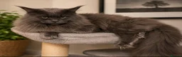 Maine Coon gatti in vendita: Gattini Maine Coon  - Annuncio 6