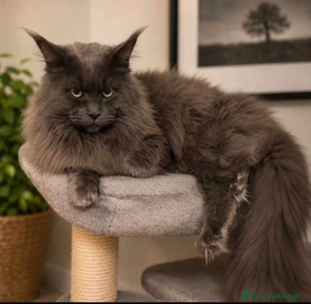 Maine Coon gatti in vendita: Gattini Maine Coon  - Annuncio 6