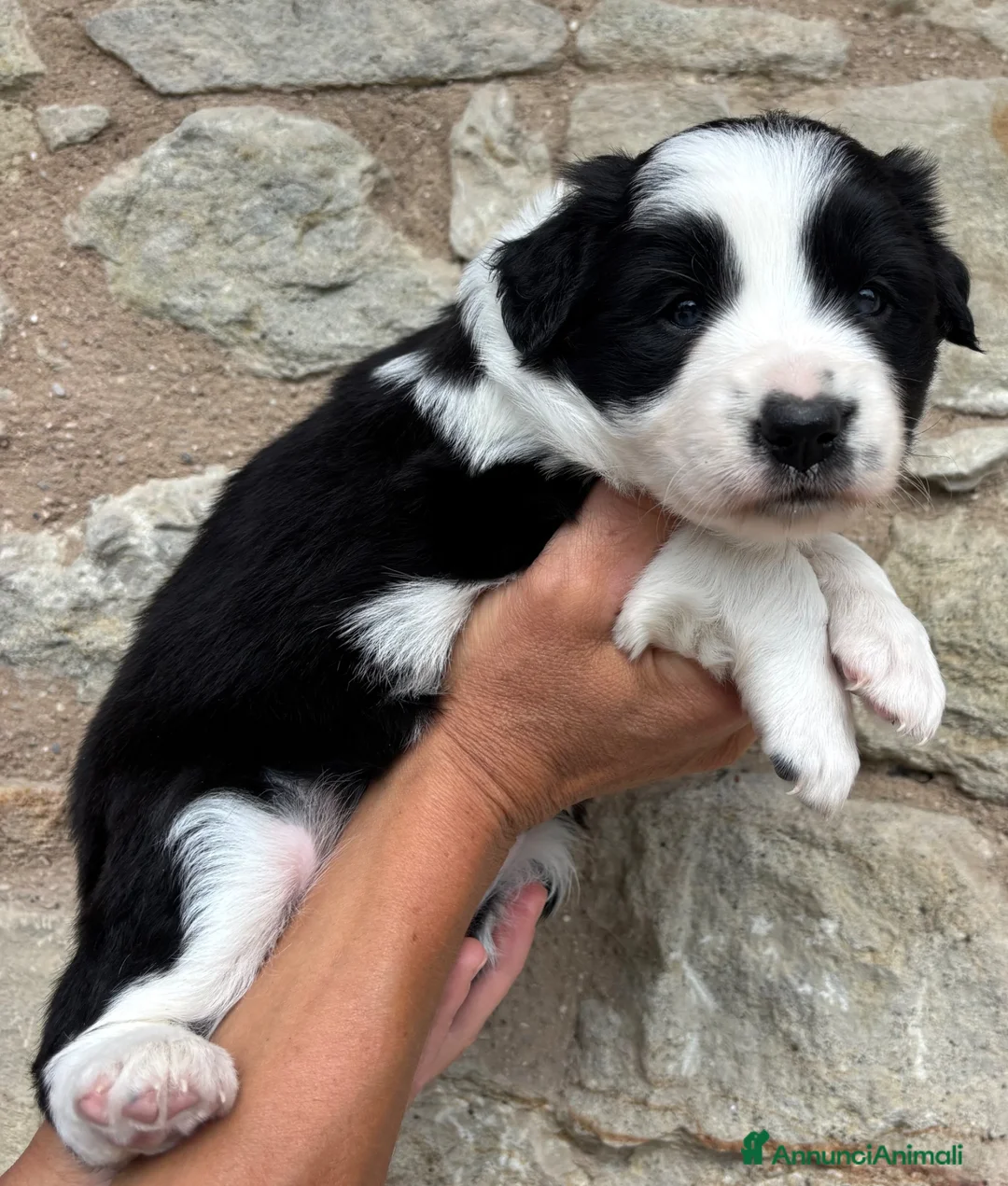 Border Collie cani in vendita: Cuccioli Border Collie linea da lavoro  a Provincia di Modena - Annuncio 5