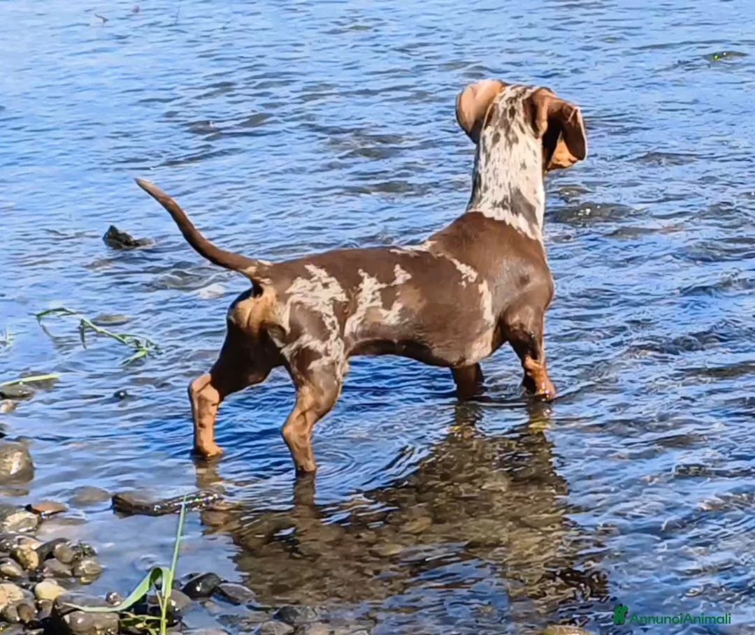 Bassotto cani per accoppiamento: Bassotto x accoppiamento  - Annuncio 2