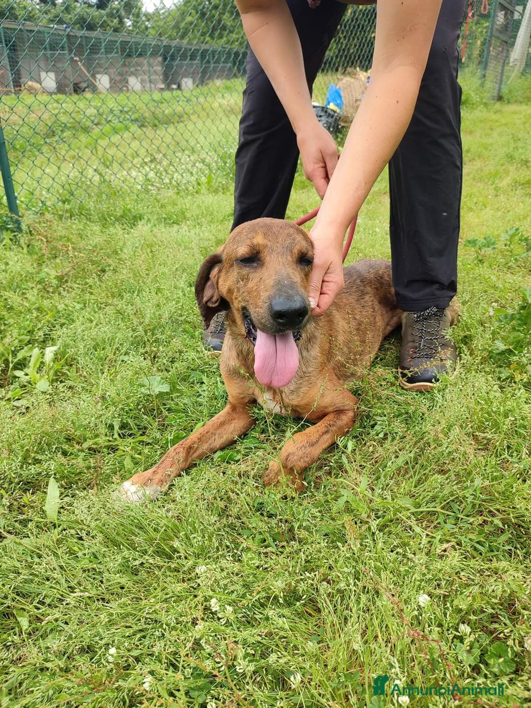 Segugio cani in regalo: Snoopy a Provincia di Viterbo - Annuncio 3