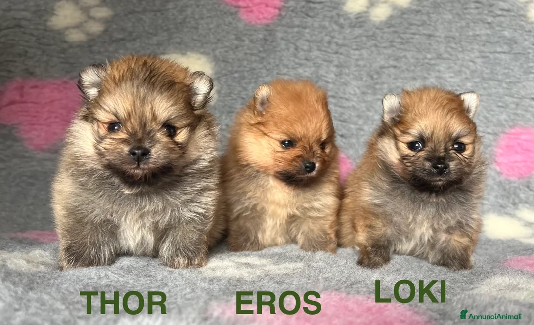 Volpino Pomerania cani in vendita: CUCCIOLI POMERANIA CON PEDIGREE ENCI - Annuncio 1