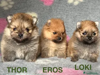 Volpino Pomerania cani CUCCIOLI POMERANIA CON PEDIGREE ENCI - Annuncio 2