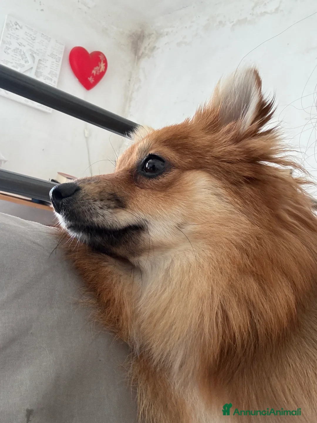 Volpino Pomerania cani in vendita: !URGENTE! vendo cucciola spitz pomerania - Annuncio 6