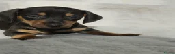 Bassotto cani in vendita: Bassotti cuccioli  - Annuncio 5