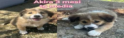 Meticcio cani in regalo: TANTI CUCCIOLI SOLI! a Provincia di Vicenza - Annuncio 5