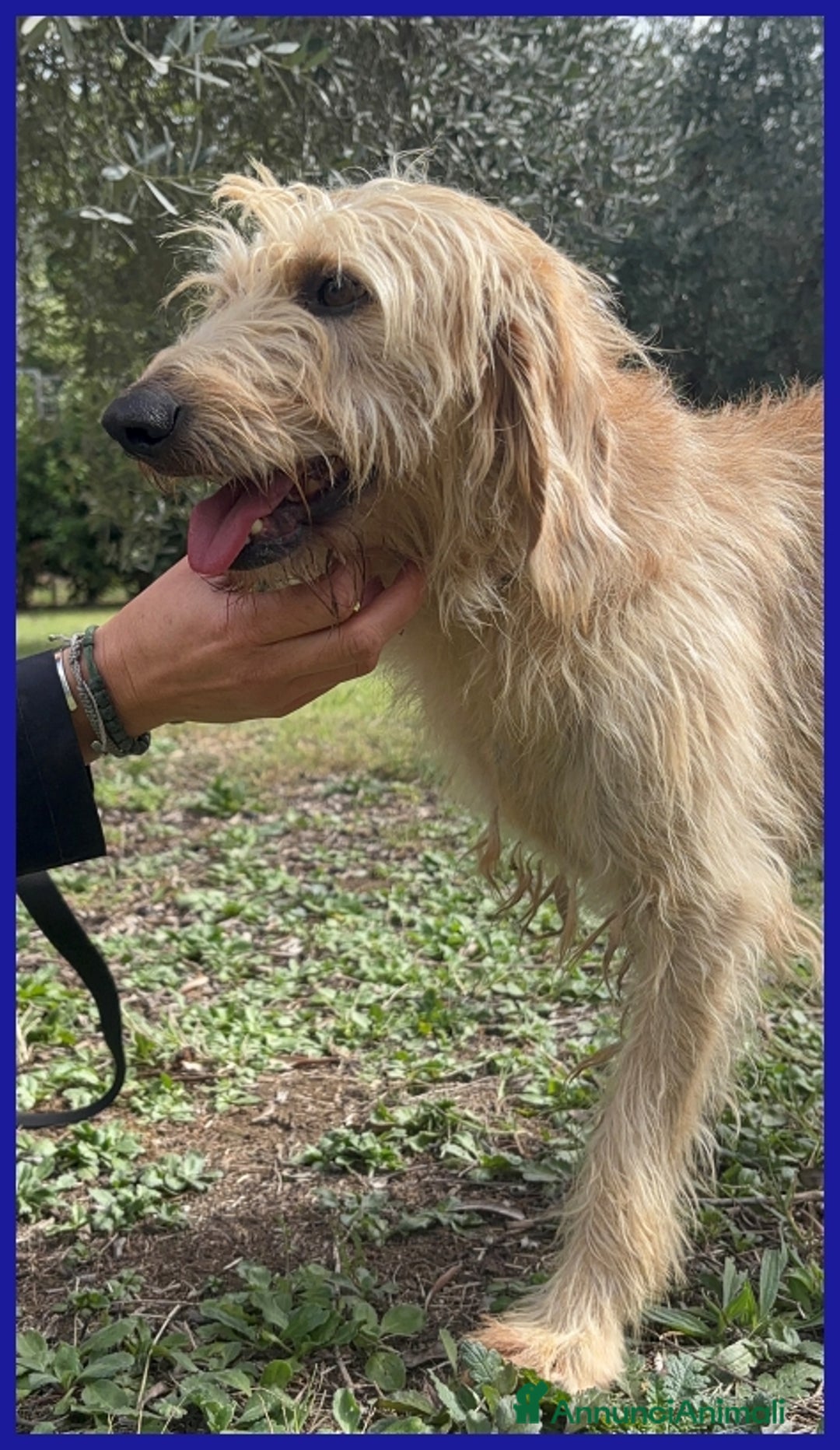 Spinone cani in regalo: GIACOMO, 4 ANNI, E' PRONTO PER UNA FAMIGLIA TUTTA  - Annuncio 6