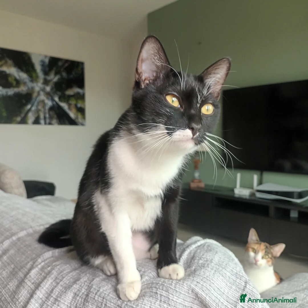 Europeo gatti in regalo: Kinda, 8 mesi - Annuncio 2