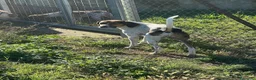 Meticcio cani in regalo: TWIST vagava in cerca di cibo a Provincia di Forlì-Cesena - Annuncio 4