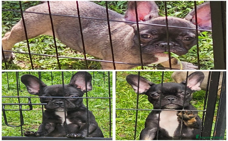 Bulldog Francese cani a Provincia di Vicenza - Annuncio 3
