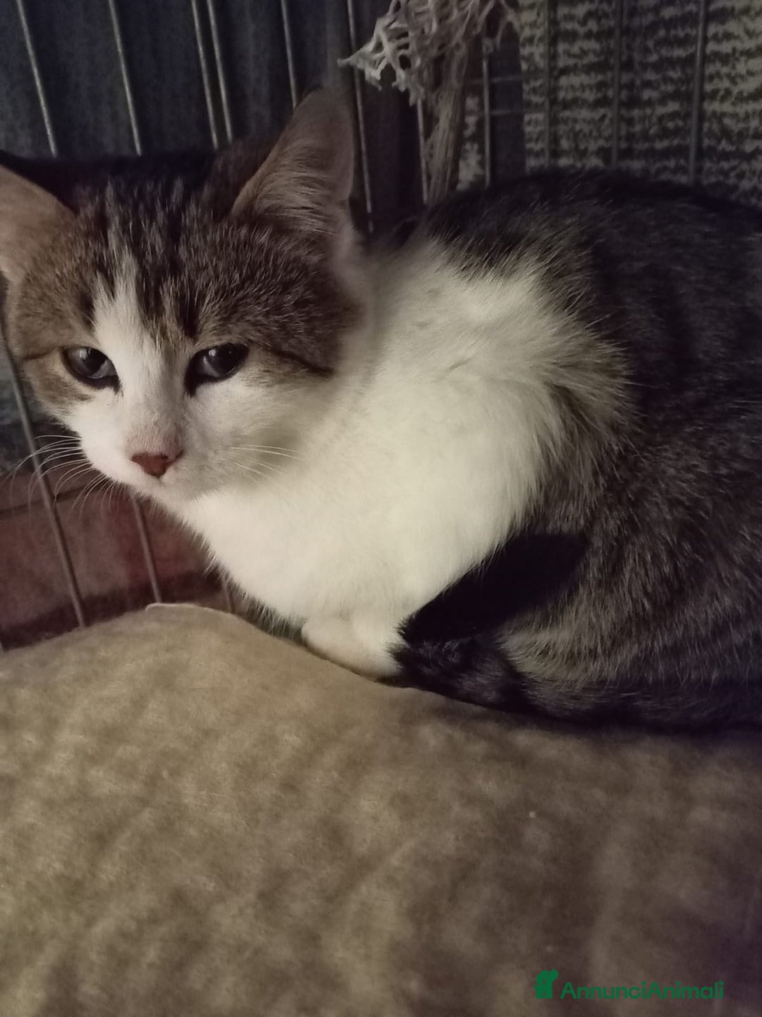 Europeo gatti in regalo: gatto tre mesi maschio🖤 - Annuncio 3