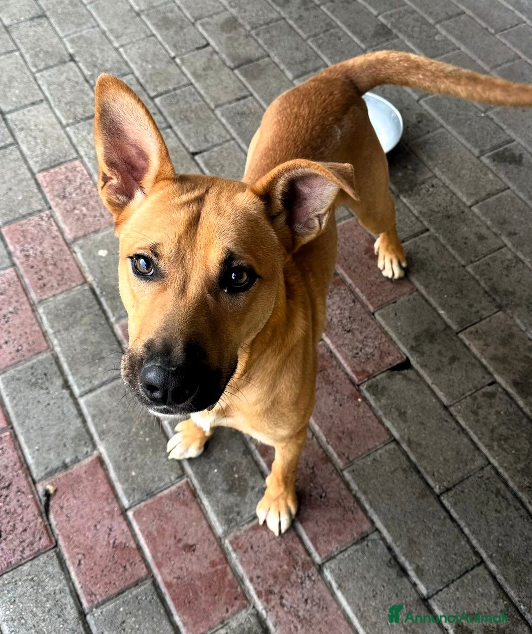 Meticcio cani in regalo: SIMBA LUPETTO - Annuncio 6