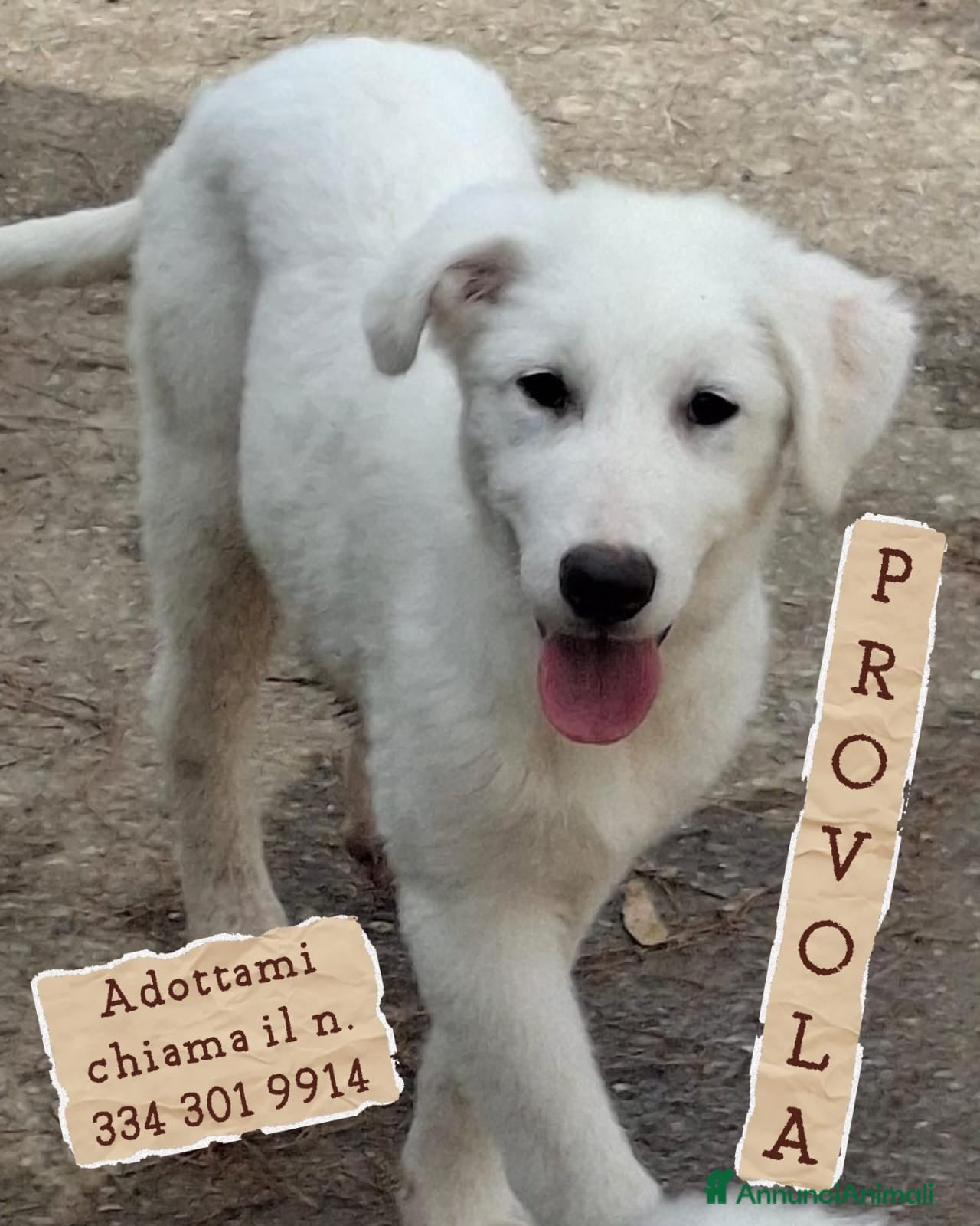 Meticcio cani PROVOLA 🩷 È ANCORA LI', E ASPETTA... - Annuncio 6