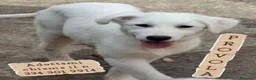 Meticcio cani in regalo: PROVOLA 🩷 È ANCORA LI', E ASPETTA... a Provincia di Macerata - Annuncio 1