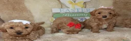 Maltipoo cani in vendita: Splendidi cuccioli di Maltipoo - Annuncio 7