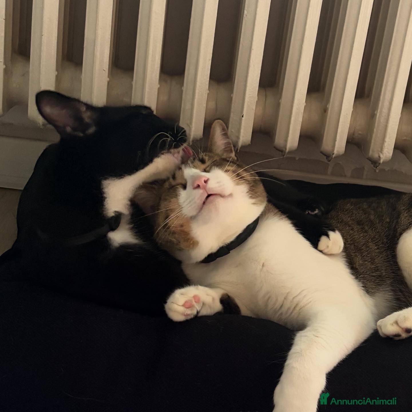 Meticcio gatti 2 fratelli cercano una nuova casa  - Annuncio 1