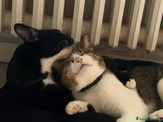 Meticcio gatti 2 fratelli cercano una nuova casa - Annuncio 1