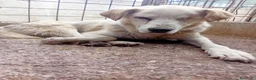 Meticcio cani in regalo: Miele, 12 kg, cieco, ADOZIONE DEL CUORE - Annuncio 2