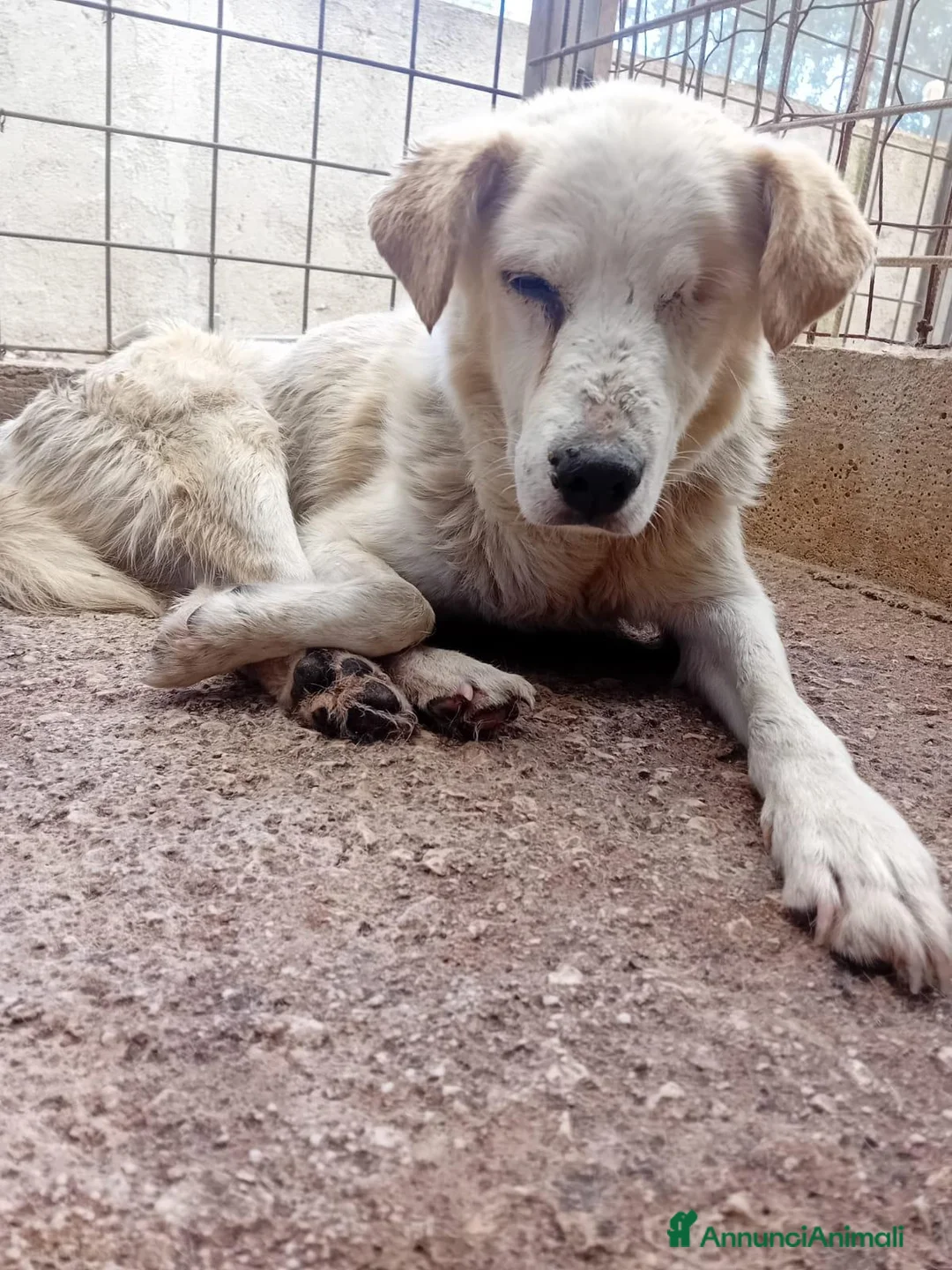 Meticcio cani in regalo: Miele, 12 kg, cieco, ADOZIONE DEL CUORE - Annuncio 2