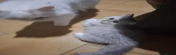 Persiano gatti in vendita: Persiani - Annuncio 2