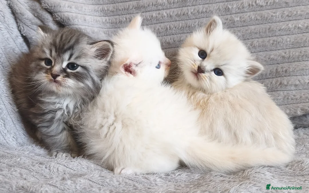 Siberiano gatti in vendita: Cuccioli siberiani  - Annuncio 9