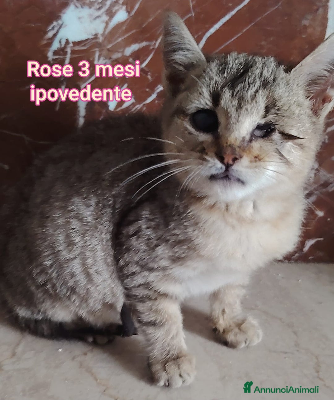 Meticcio gatti in regalo: GATTINI ABBANDONATI: EMERGENZA  - Annuncio 4