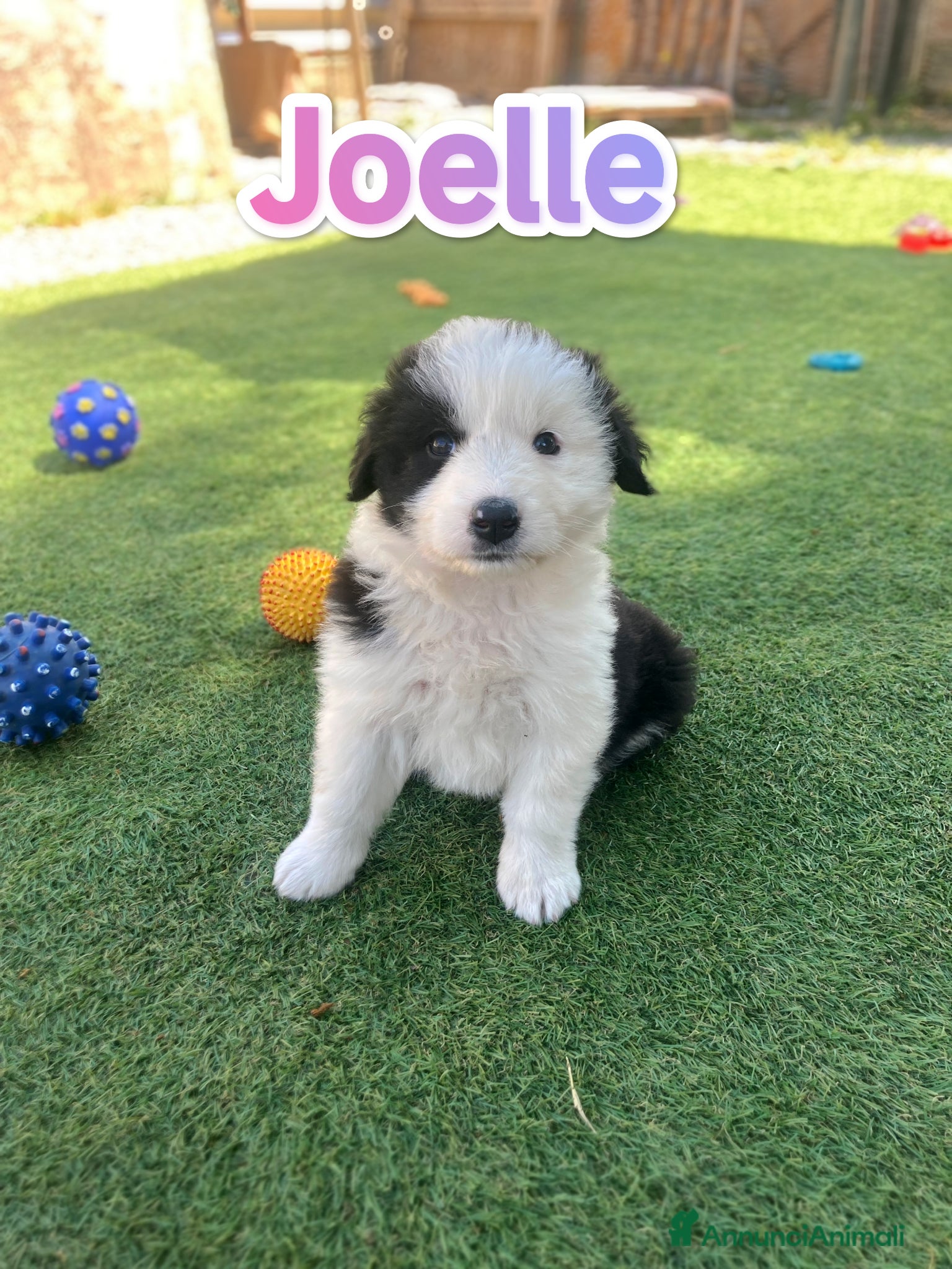 Meticcio cani Cuccioli abbandonati cercano famiglia - Annuncio 5