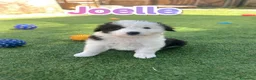 Meticcio cani in regalo: Cuccioli abbandonati cercano famiglia a Città metropolitana di Milano - Annuncio 1