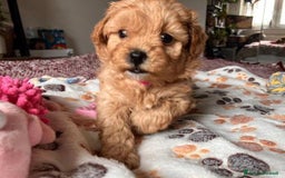 Meticcio cani in vendita: Cuccioli di Maltipoo - Immagine 7