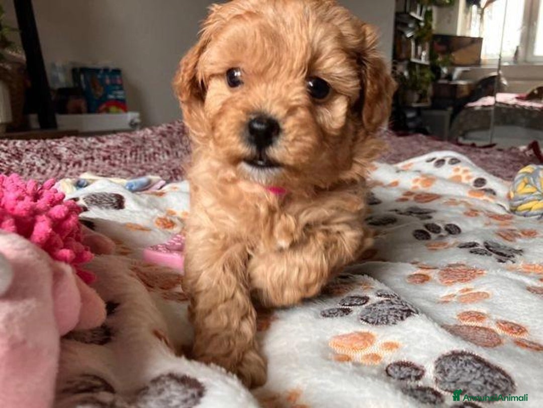 Meticcio cani in vendita: Cuccioli di Maltipoo - Immagine 7