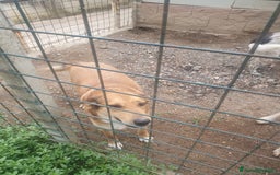 Meticcio cani in regalo: DJANGO a Provincia di Avellino - Immagine 2