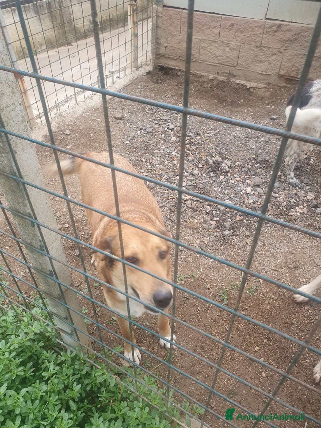 Meticcio cani in regalo: DJANGO a Provincia di Avellino - Immagine 2