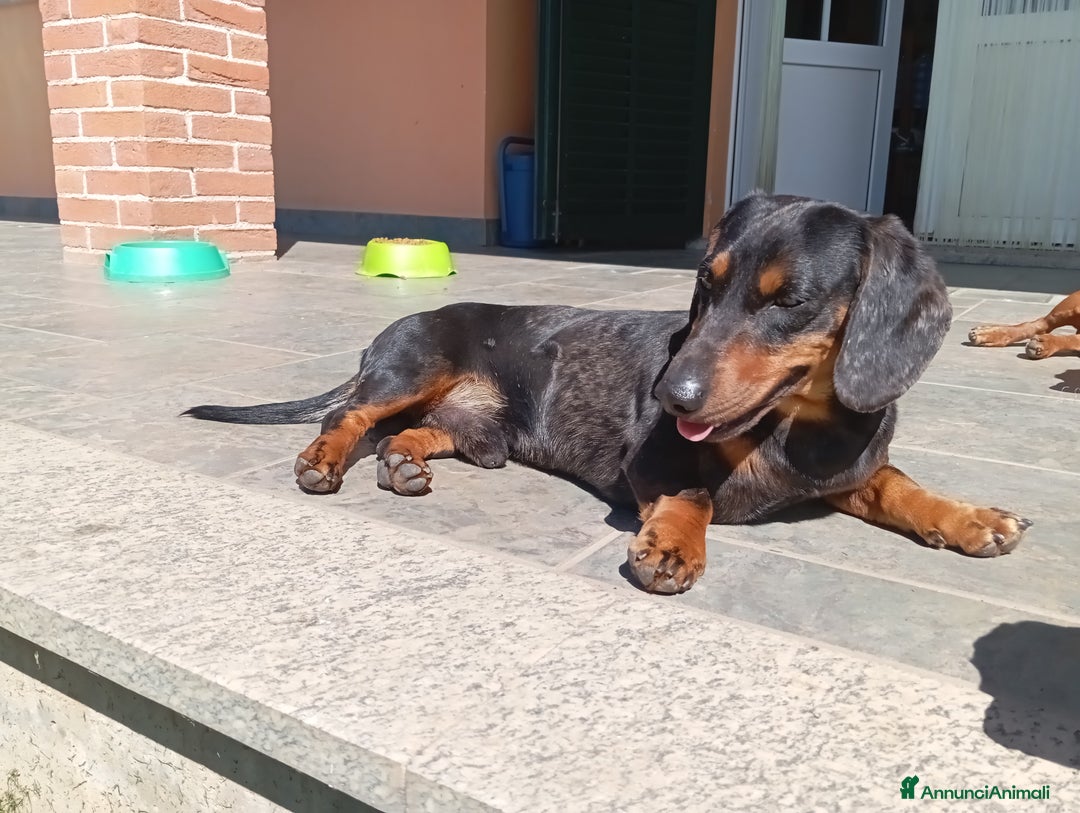 Bassotto cani in vendita: Bassotti arlecchino  - Annuncio 4