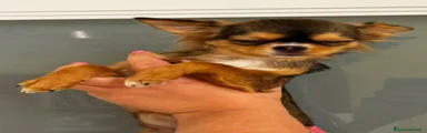 Chihuahua 1